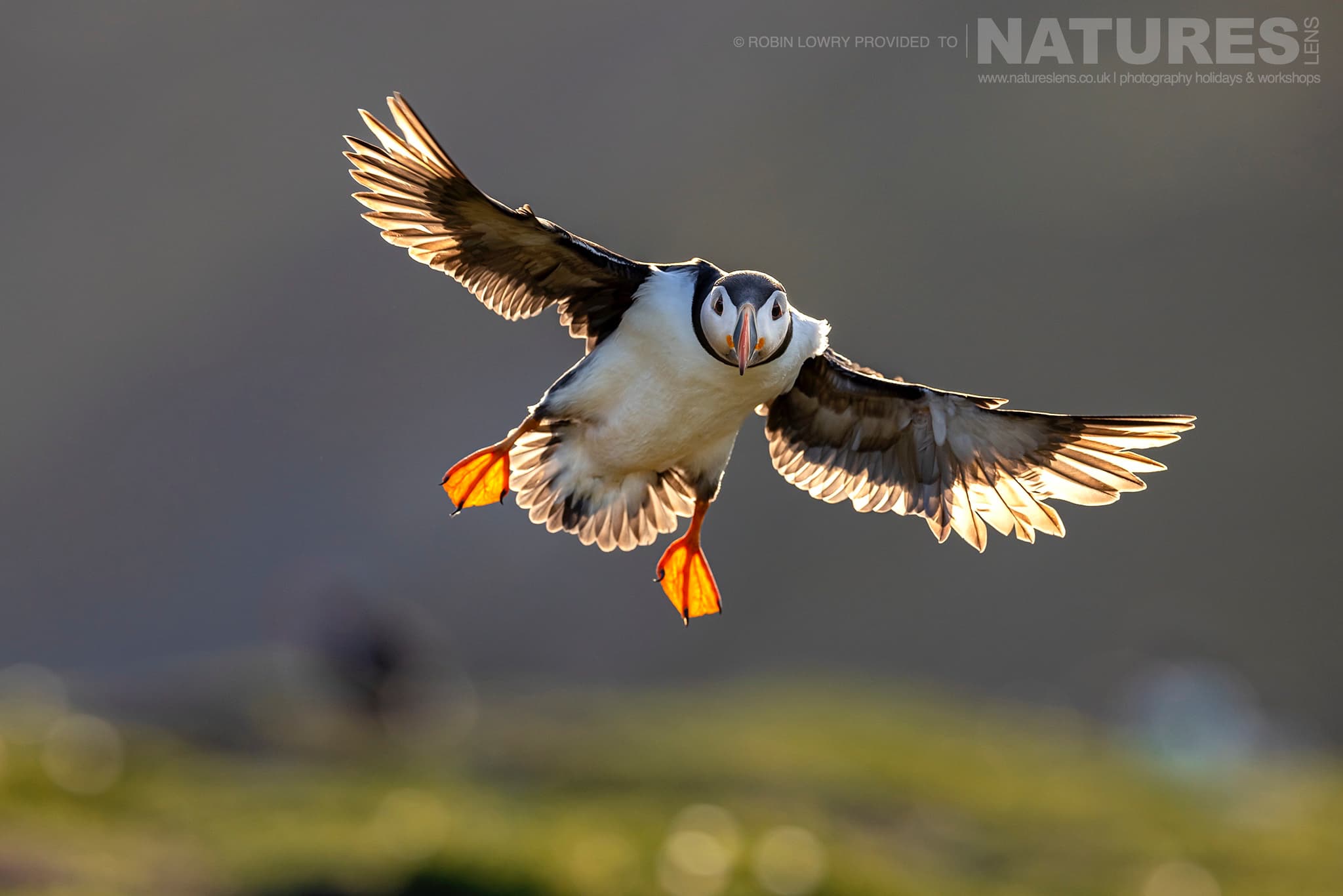 One Of Skomer'S Atlantic Puffins Attempts A Landing Photographed By Robin Lowry Whilst Guiding A Natureslens Atlantic Puffins Photography Holiday