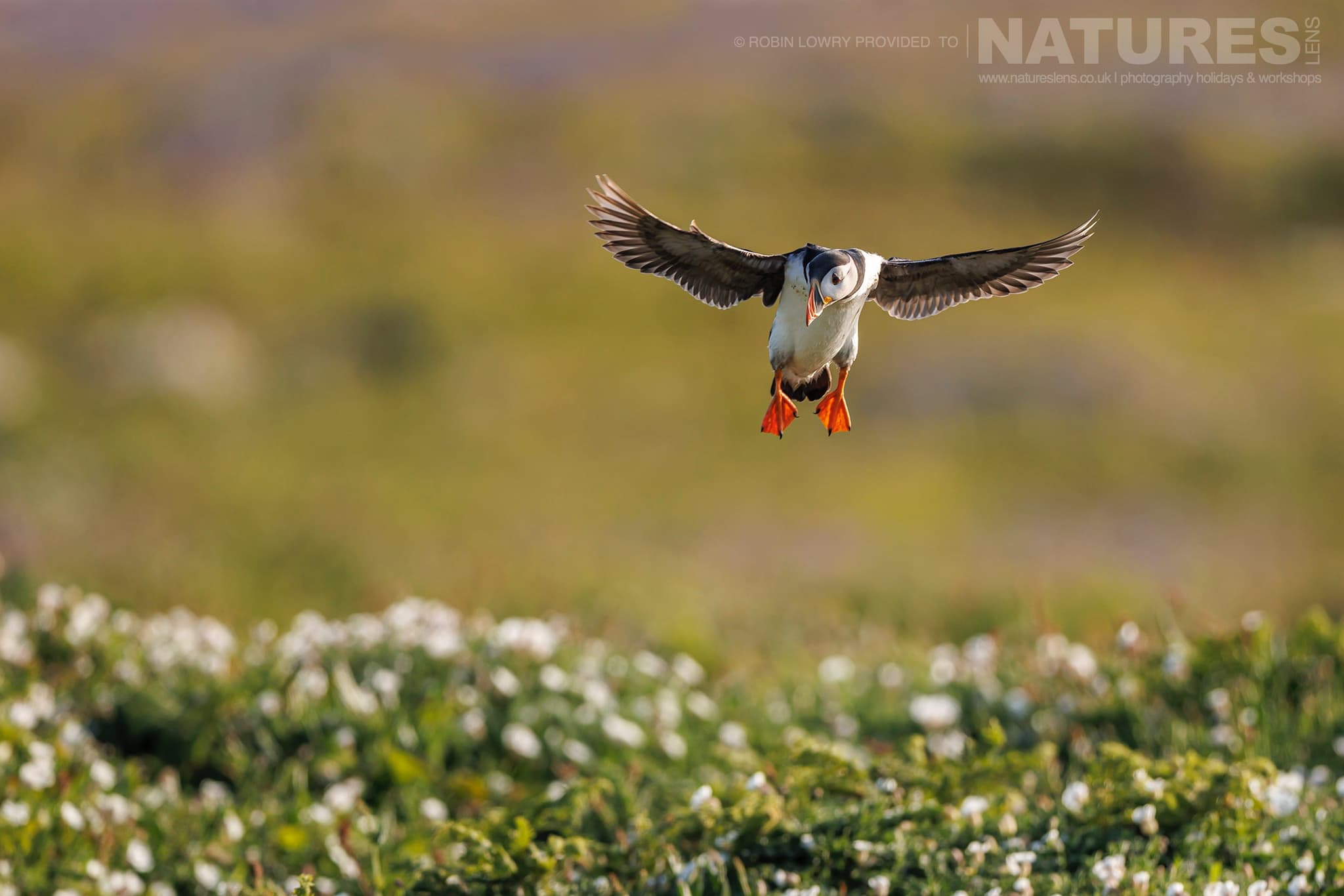One Of Skomer'S Atlantic Puffins Comes In To Land Above The Sea Campion Photographed By Robin Lowry Whilst Guiding A Natureslens Atlantic Puffins Photography Holiday