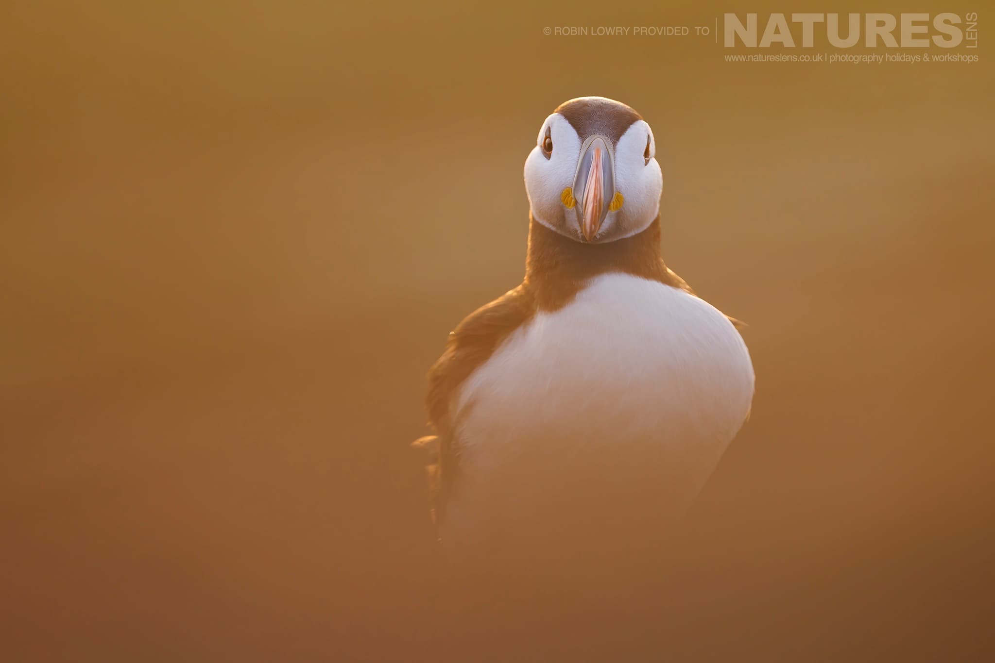One Of Skomer'S Atlantic Puffins In The Soft Golden Light Of Sunrise Photographed By Robin Lowry Whilst Guiding A Natureslens Atlantic Puffins Photography Holiday