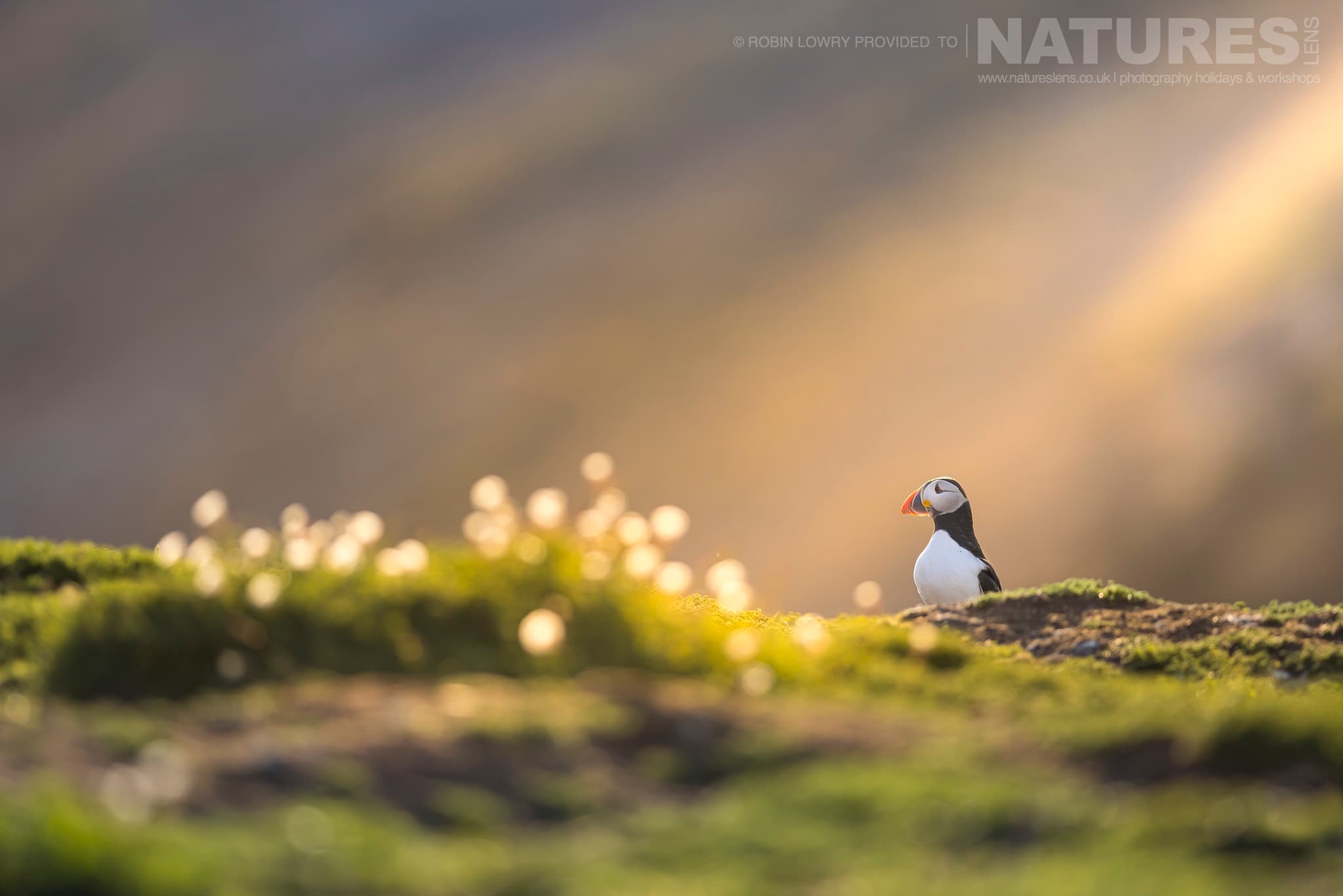 One Of Skomer'S Atlantic Puffins Photographed By Robin Lowry Whilst Guiding A Natureslens Atlantic Puffins Photography Holiday