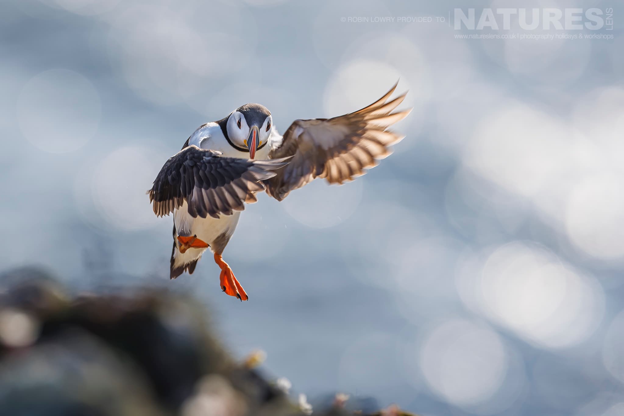 One Of Skomer'S Atlantic Puffins With The Glistening Sea Behind Photographed By Robin Lowry Whilst Guiding A Natureslens Atlantic Puffins Photography Holiday