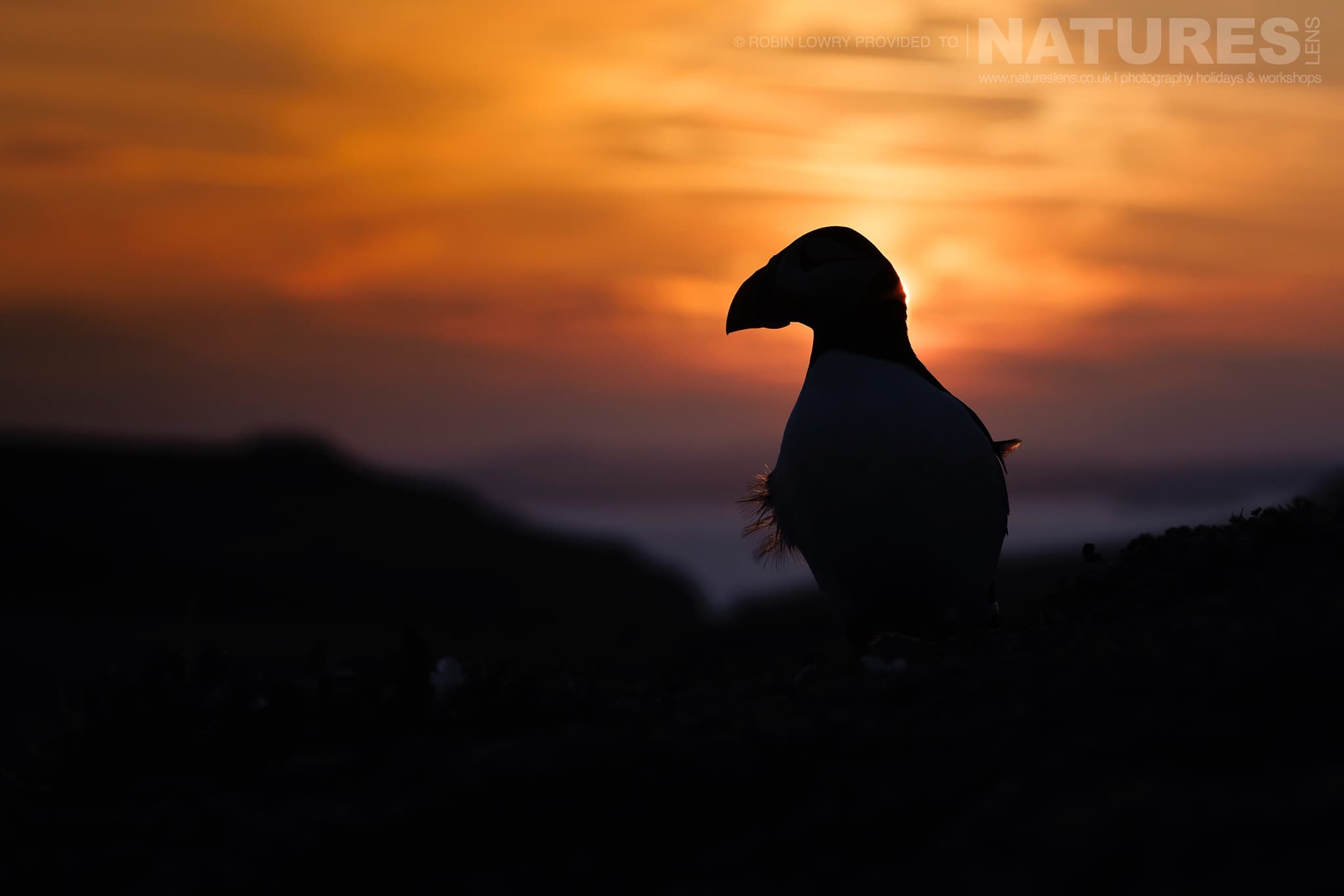 One Of Skomer'S Atlantic Puffins With The Sun Setting Behind Photographed By Robin Lowry Whilst Guiding A Natureslens Atlantic Puffins Photography Holiday