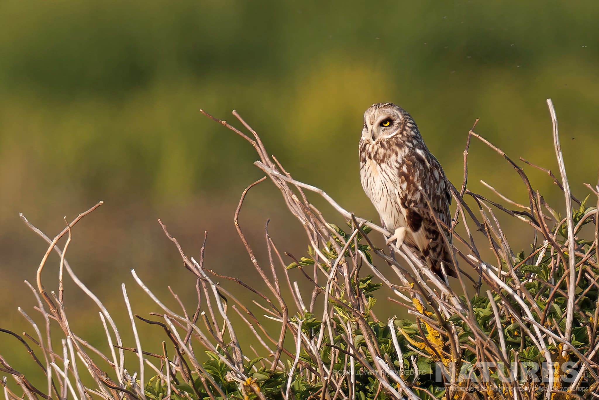 One Of Skomer'S Short Eared Owls Perched Photographed By Robin Lowry Whilst Guiding A Natureslens Atlantic Puffins Photography Holiday