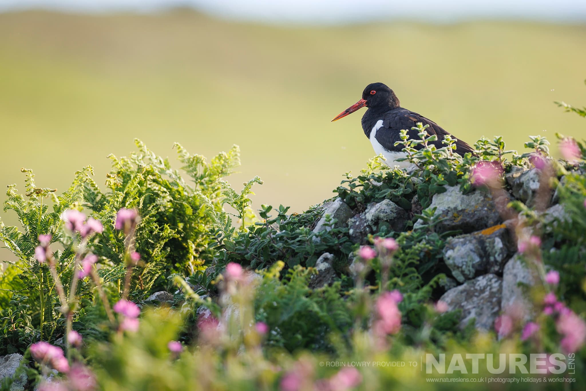 One Of The Oysercatchers That Share The Sea Cliffs On The Island Of Skomer Photographed By Robin Lowry Whilst Guiding A Natureslens Atlantic Puffins Photography Holiday