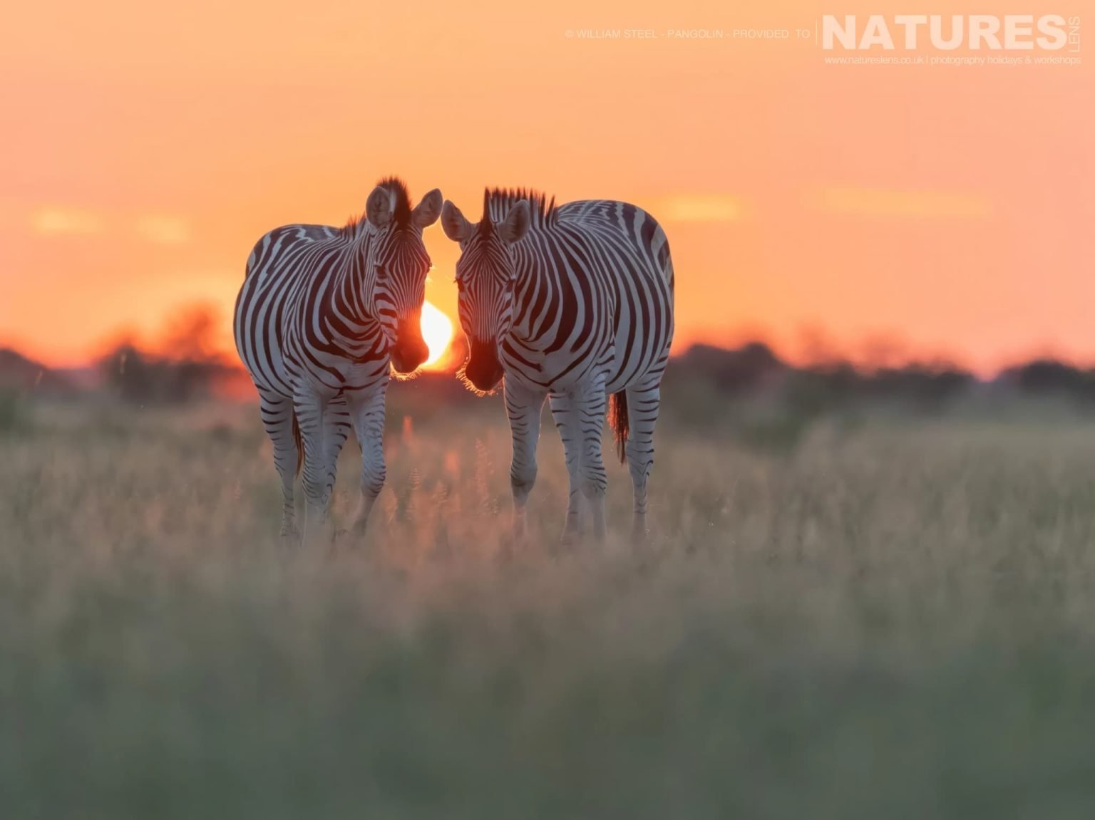 The Wildlife Of Nxai Pan - A Pair Of Zebra At Sunset