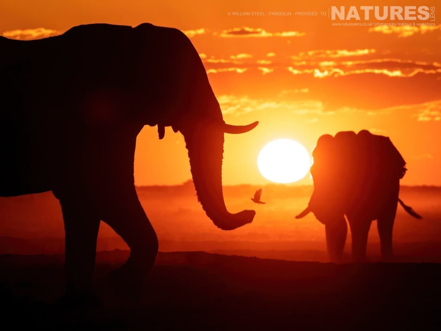 The Wildlife Of Nxai Pan - Elephants & Birds At Sunset