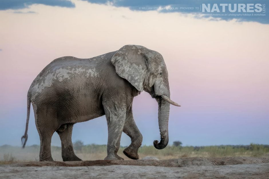 The Wildlife Of Nxai Pan Ghost Elephant