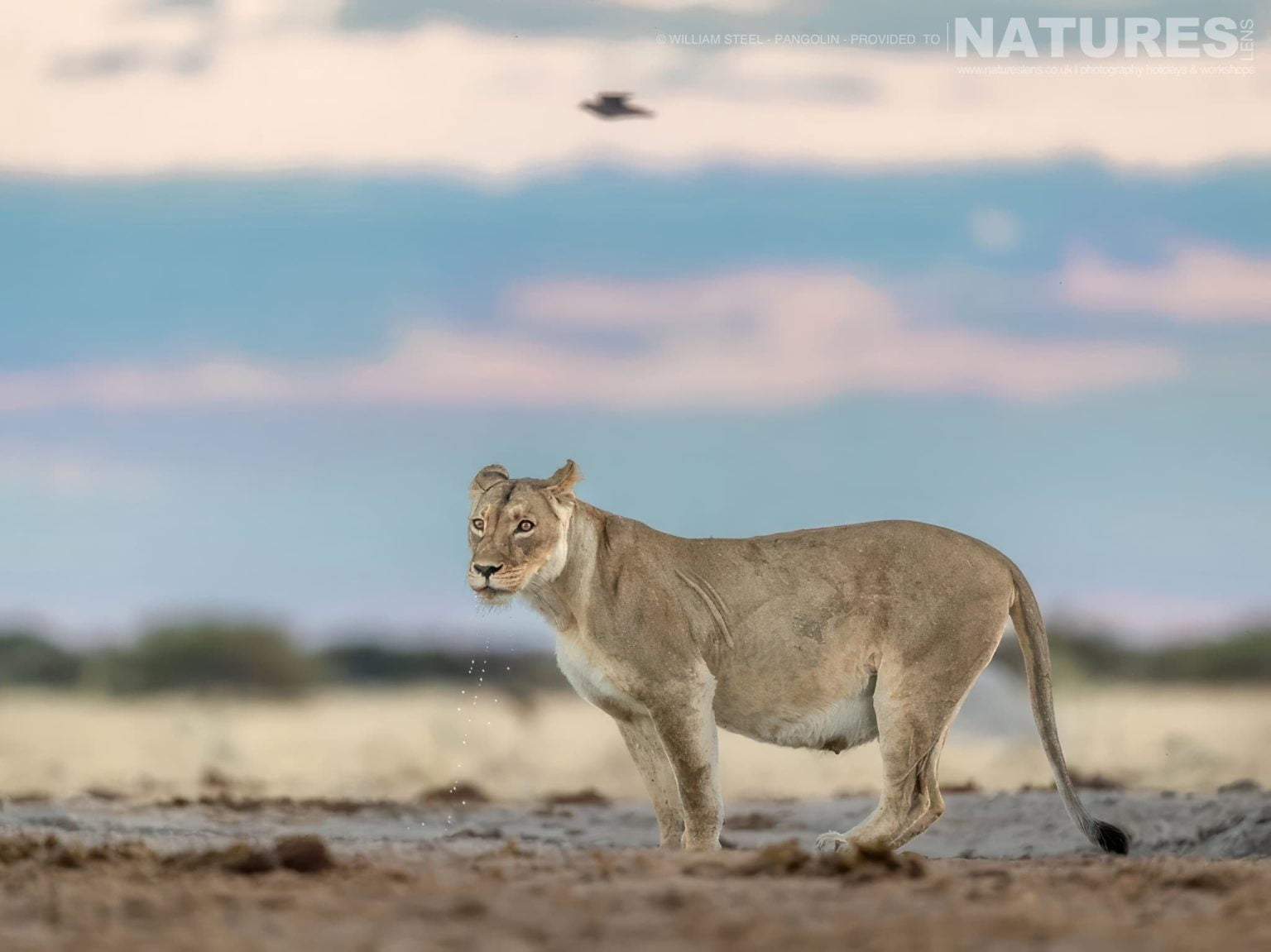 The Wildlife Of Nxai Pan -  A Lion At Waterhole