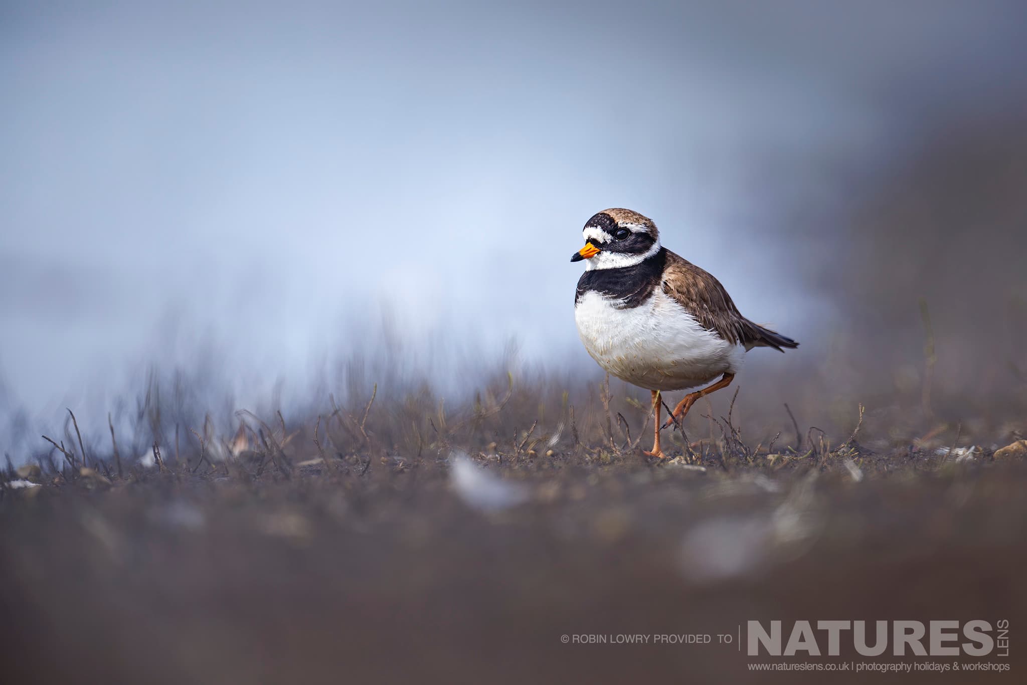 A Common Ringed Plover, Photographed In It'S Natural Habitat On Grímsey Island, Iceland