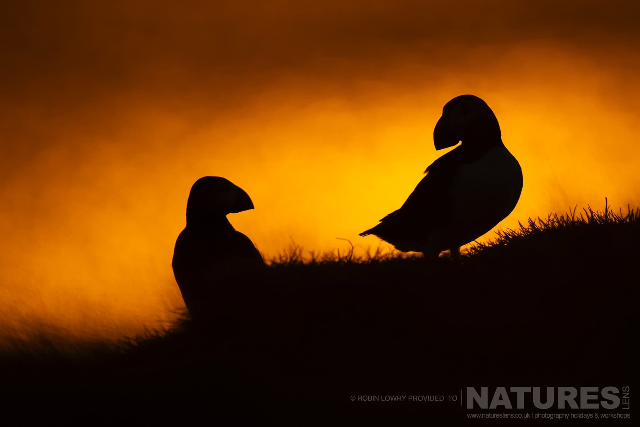 A Duo Of Silhouetted Atlantic Puffins, Photographed In Their Natural Habitat On Grímsey Island, Iceland