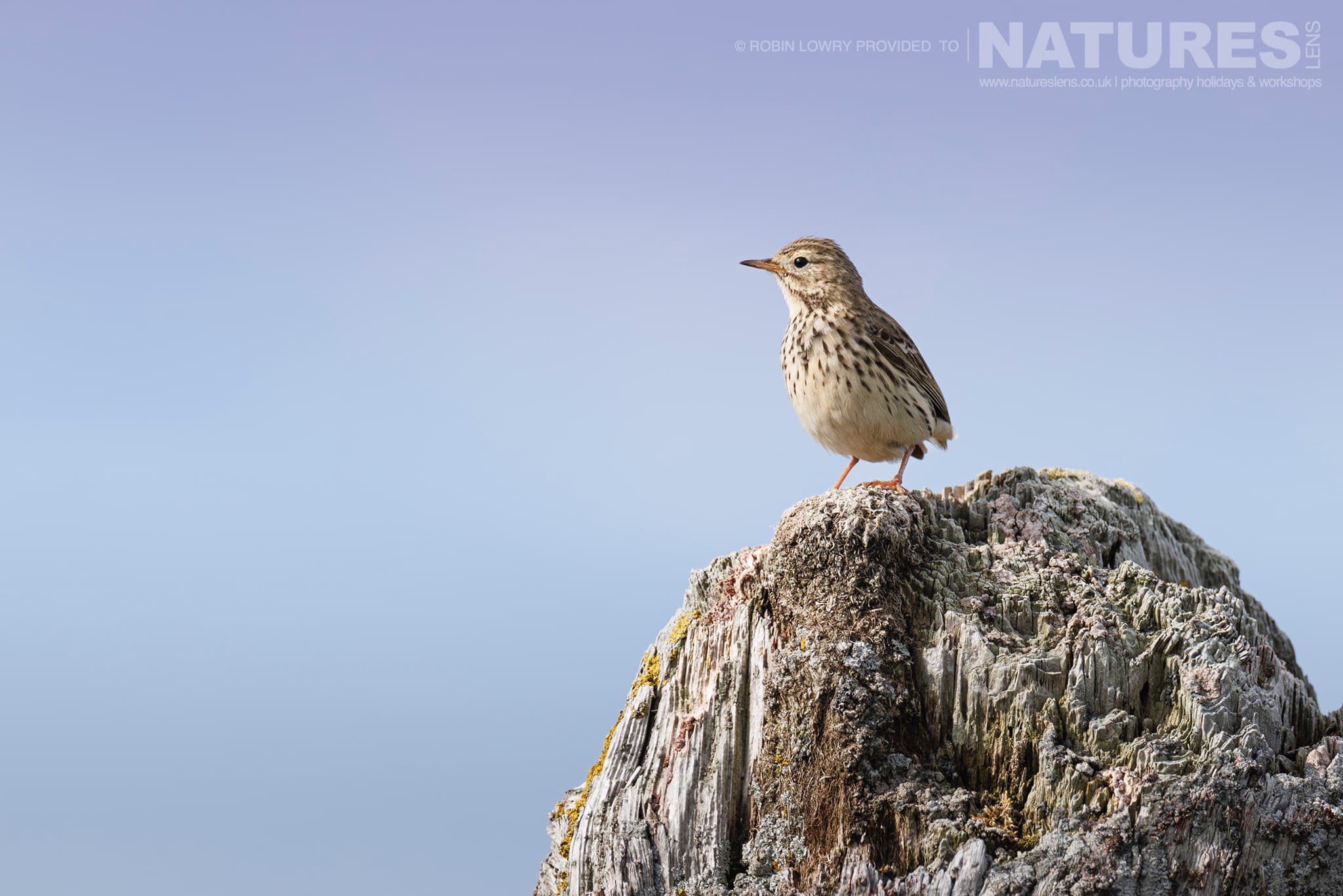 A Fabulous Meadow Pipit Another Of The Residents Of Grímsey Island