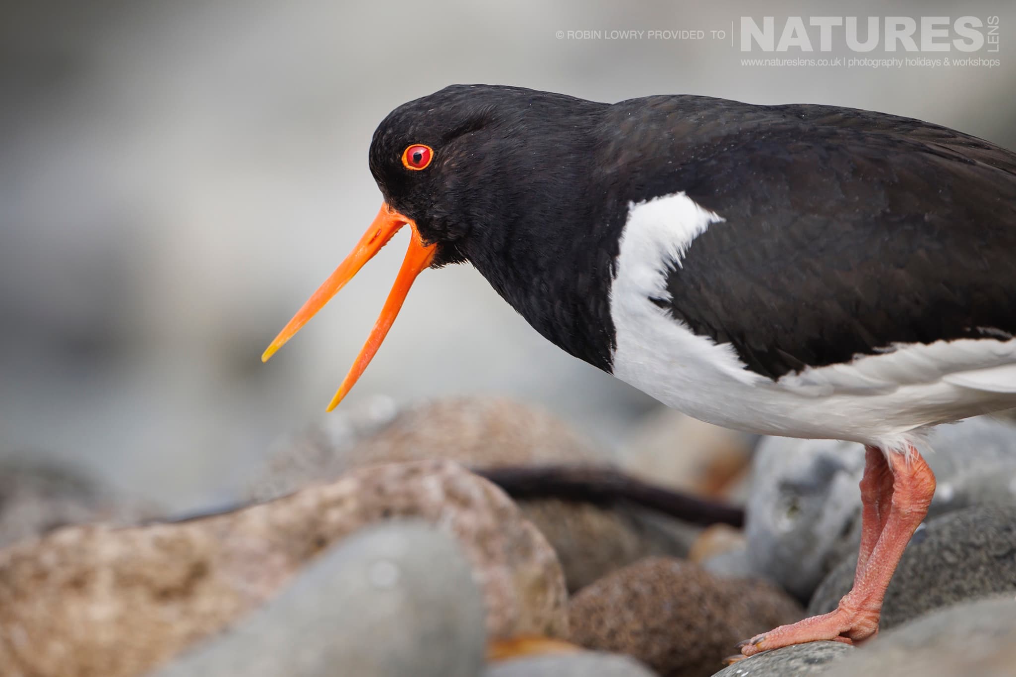 A Fabulous Oystercatcher Another Of The Residents Of Grímsey Island