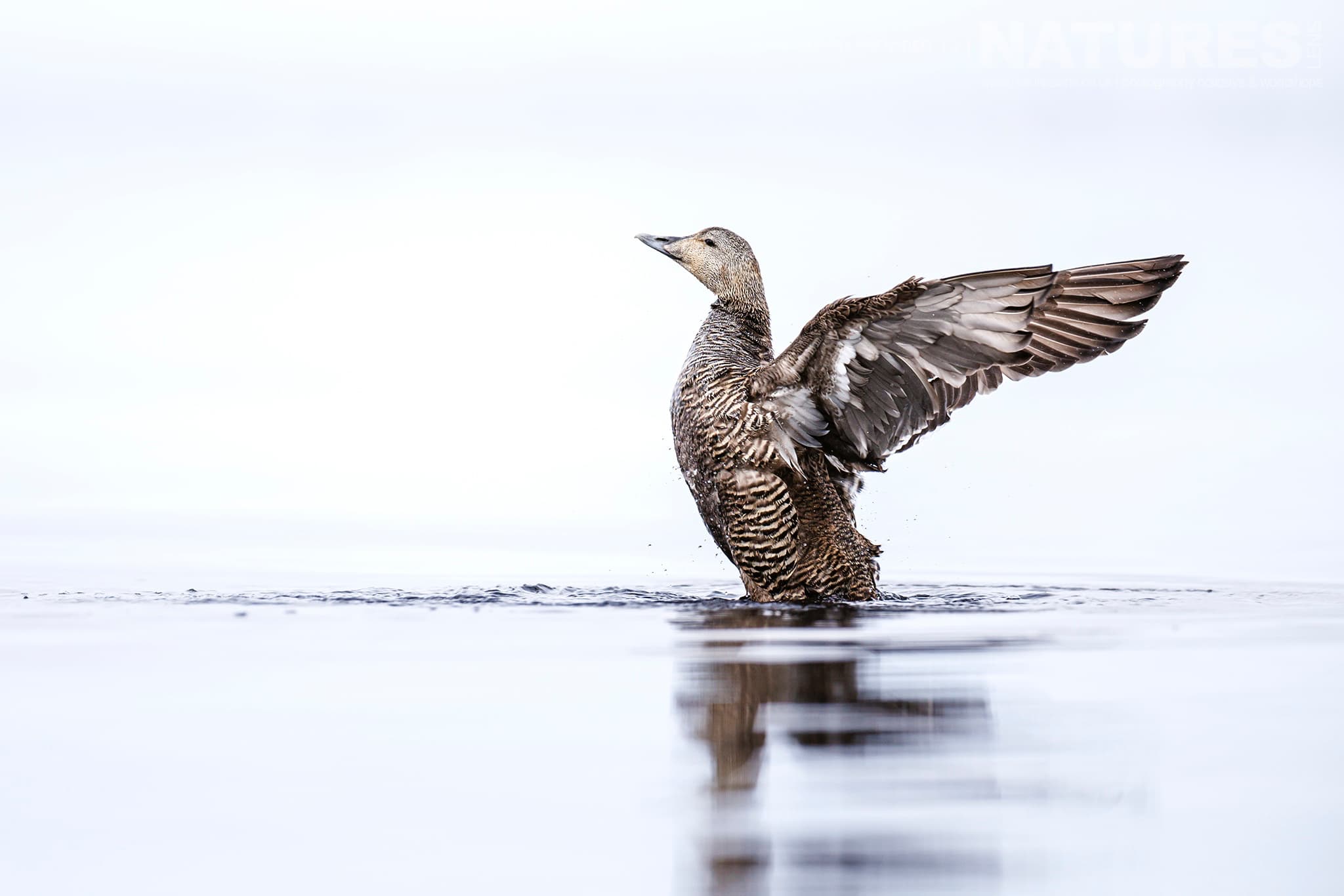 A Female Common Eider In One Of The Inland Pools