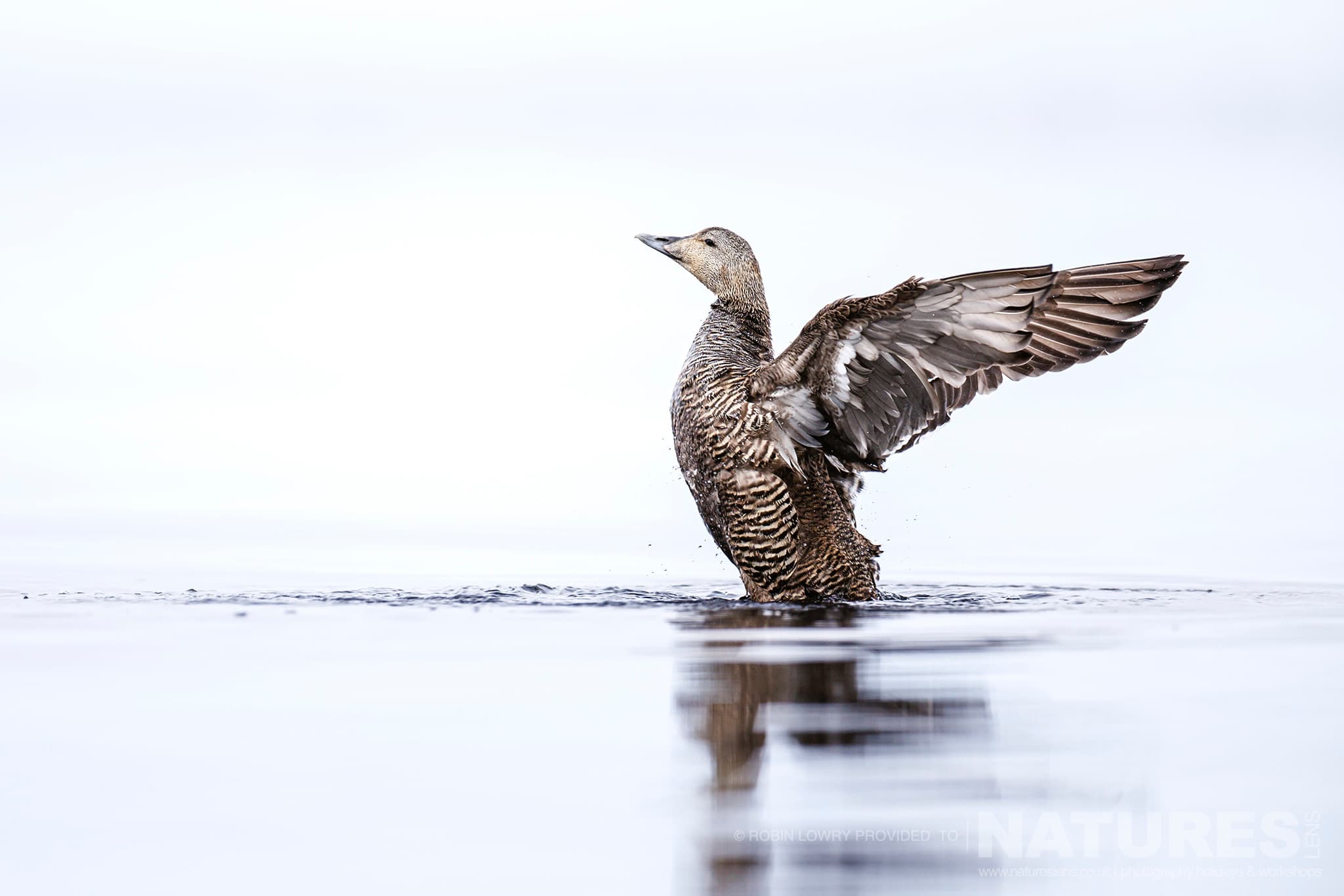 A Female Common Eider Stretches It'S Wings, Photographed In It'S Natural Habitat On Grímsey Island, Iceland