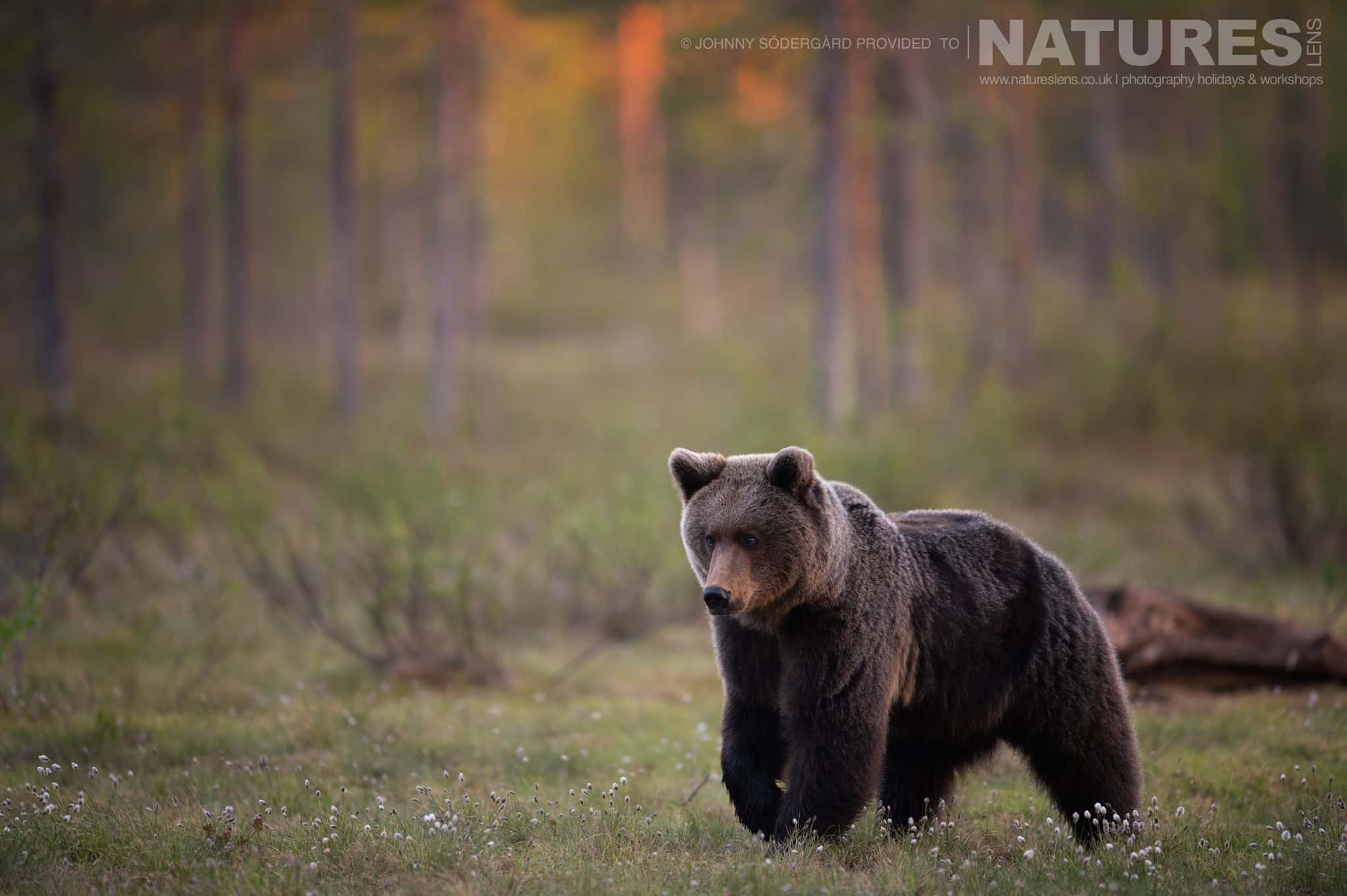 Brown Bears, Nature