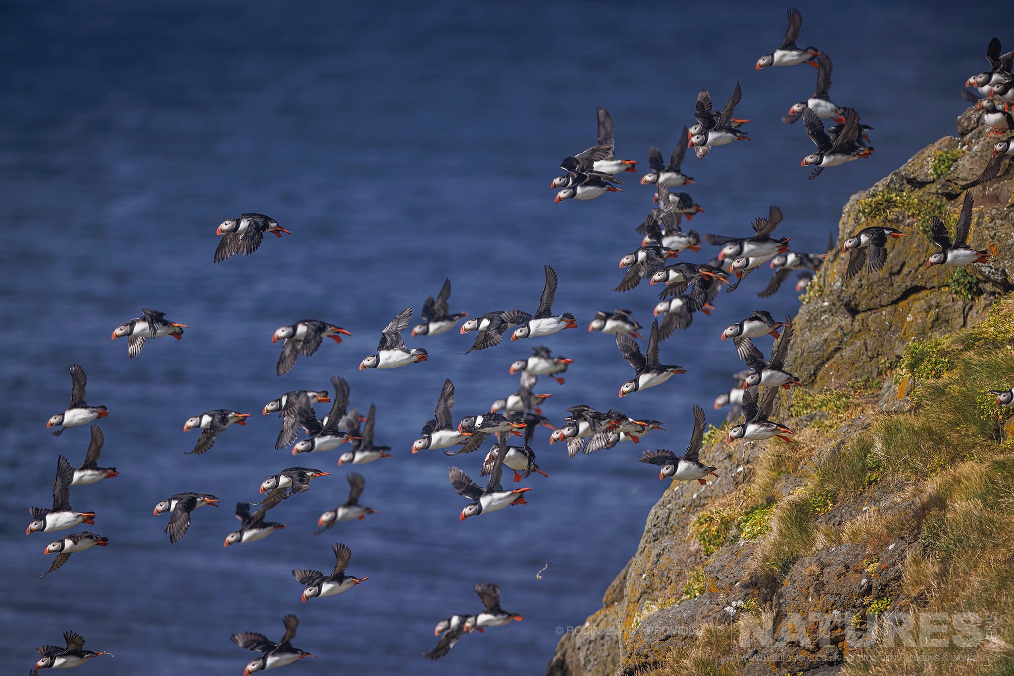 A Formation Of Atlantic Puffins Take Flight From One Of The Cliffs, Photographed In It'S Natural Habitat On Grímsey Island, Iceland
