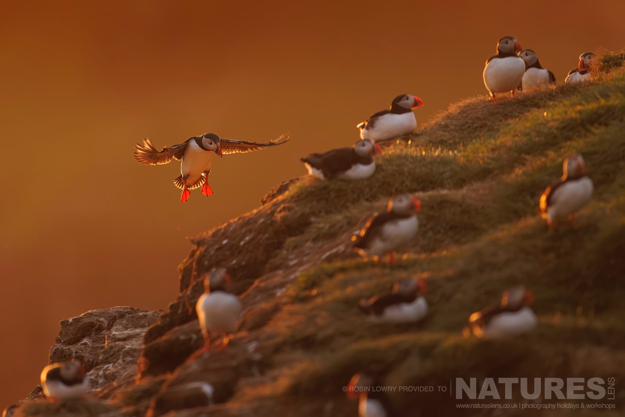 A Group Of Atlantic Puffins, Bathed In Soft Light, Photographed In Their Natural Habitat On Grímsey Island, Iceland