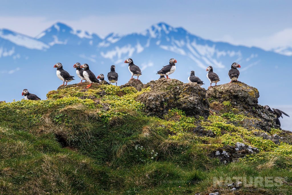 Photograph the Puffins of Iceland