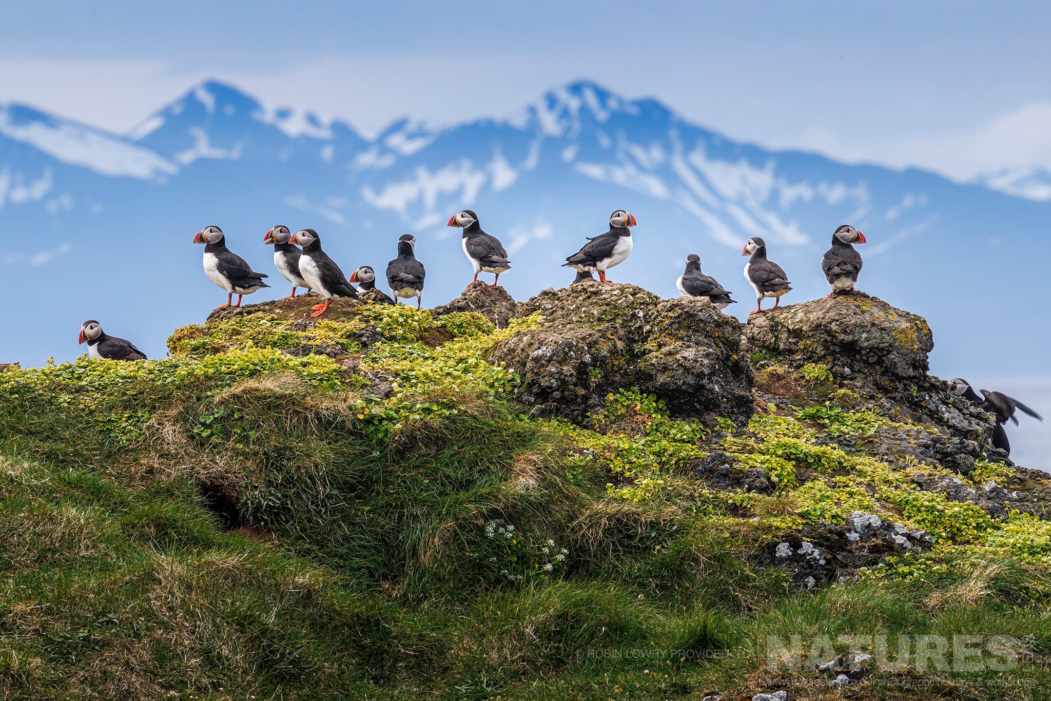 An Atlantic Puffin, With The Mountains Of Iceland Behind, Photographed On Grímsey Island, Iceland