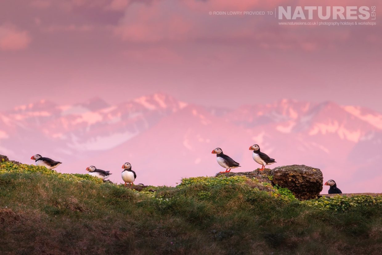A Group Of Puffins From The Atlantic Puffin Colony Of Grímsey Island Set Against The Pink Sky With Icelands Mountains In The Background