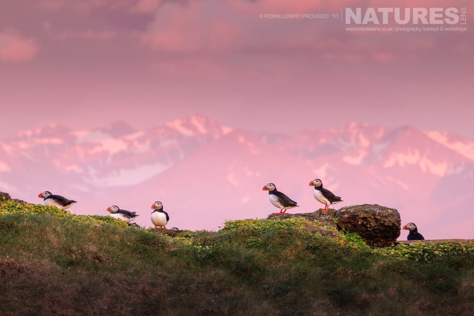 A Group Of Atlantic Puffins On One Of The Headlands Of Grímsey Island