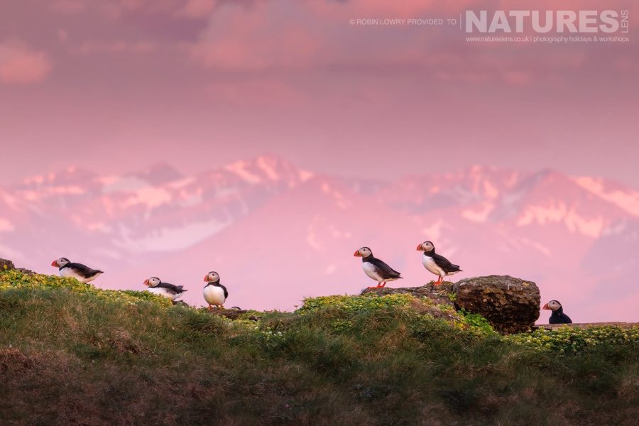 Robin Lowry Atlantic Puffins Of Grímsey Island 2023 Natureslens