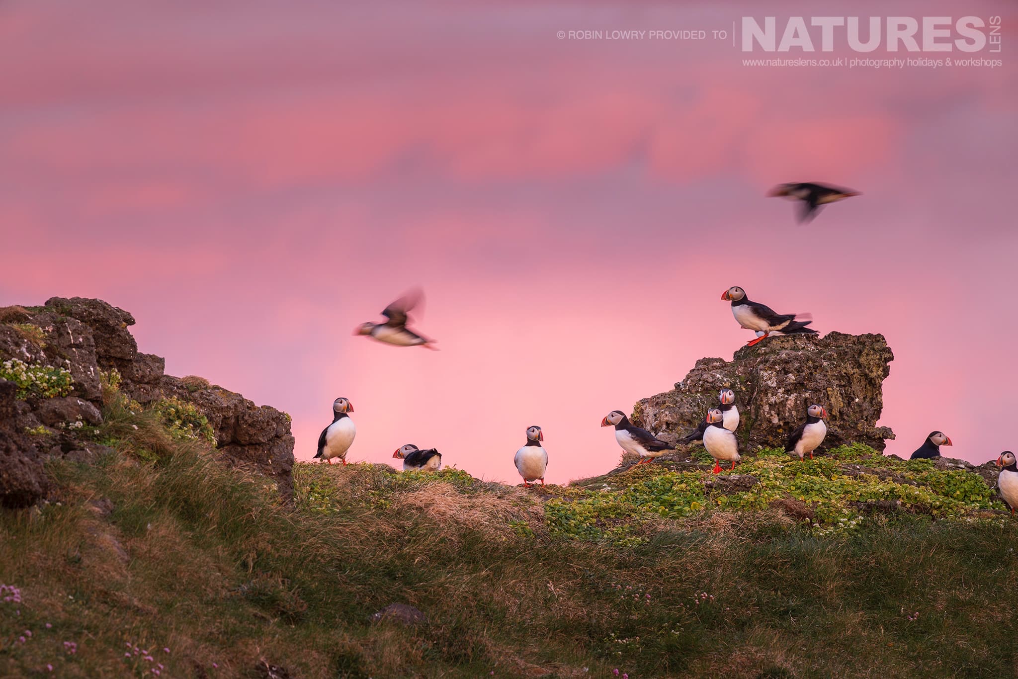A Group Of Puffins From The Atlantic Puffin Colony Of Grímsey Island Set Against The Pink Sky