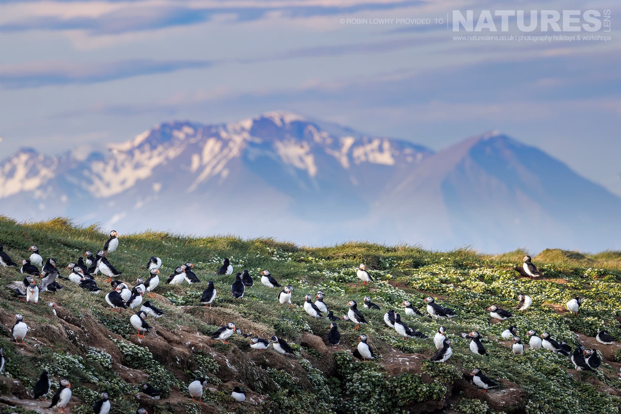 A Group Of Puffins On One Of The Headlands Found On Grímsey Island With Icelands Mountains In The Background