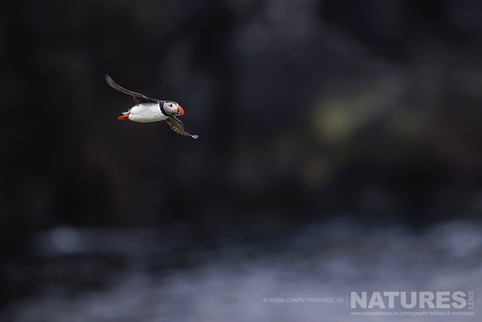 A Lone Atlantic Puffin In Flight, Photographed In It'S Natural Habitat On Grímsey Island, Iceland