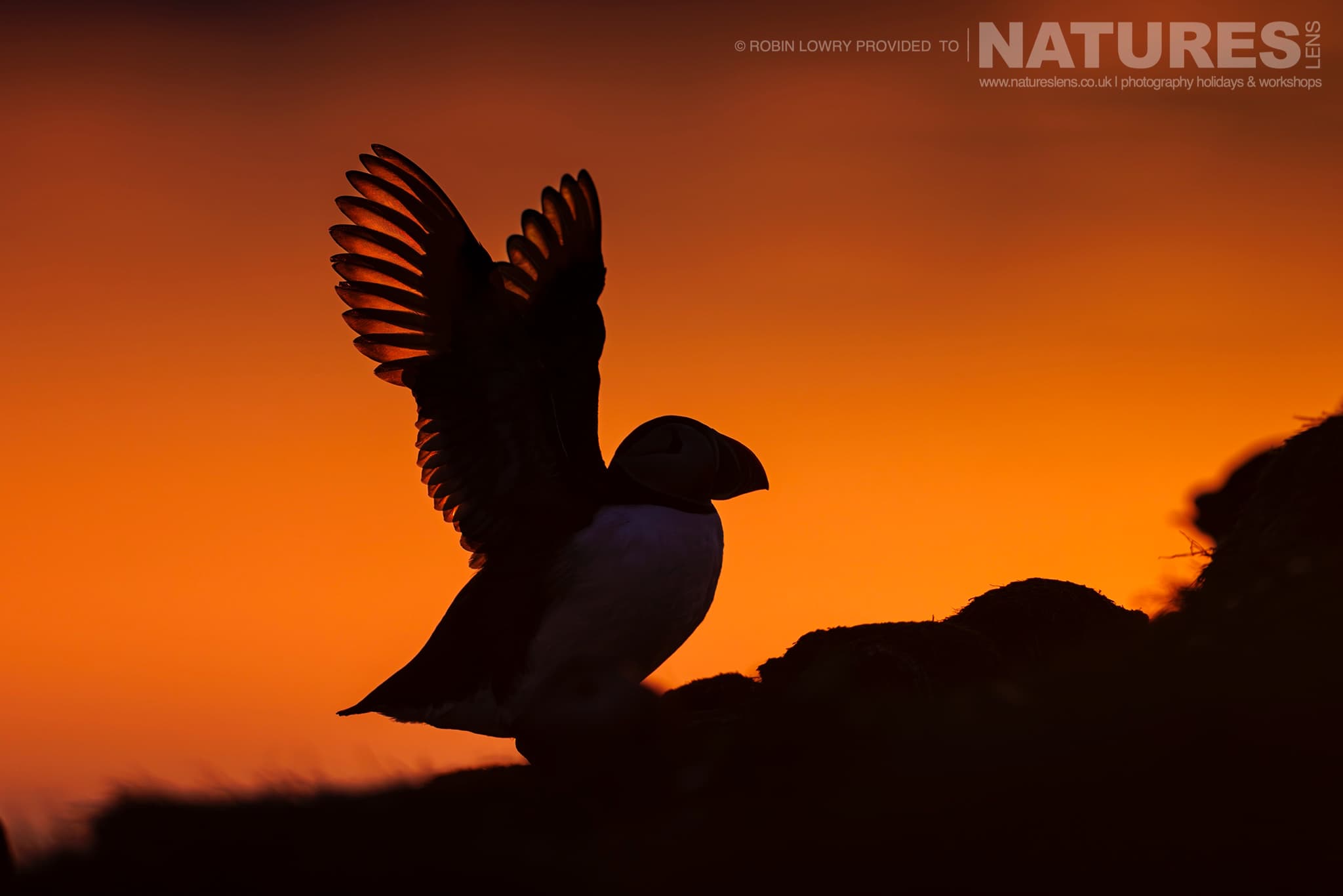 A Lone Atlantic Puffin In The Light Of The Midnight Sun Found On Grímsey Island During The Summer Months