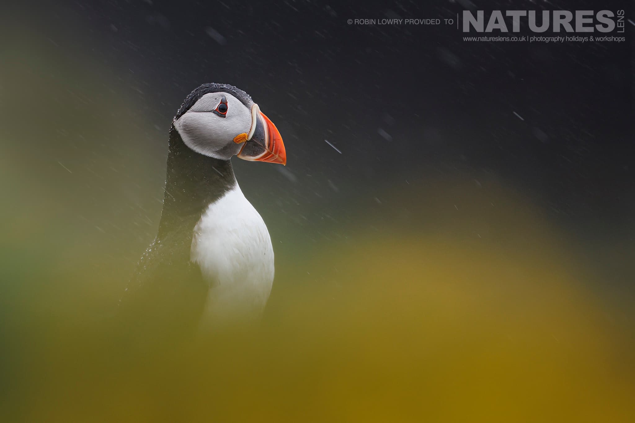 A Lone Atlantic Puffin In The Rain On The Cliffs Of Grímsey Island