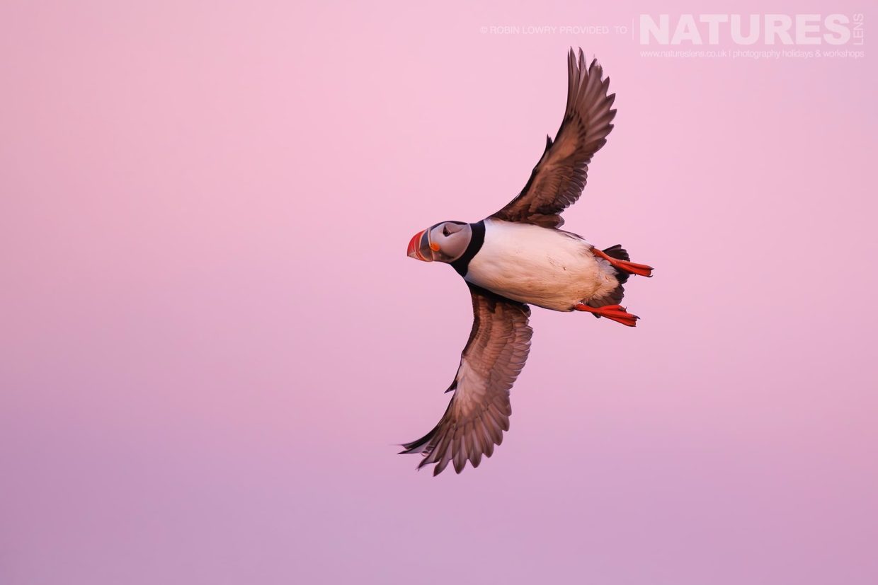 A Lone Puffin From The Atlantic Puffin Colony Of Grímsey Island Soars In The Pink Sky