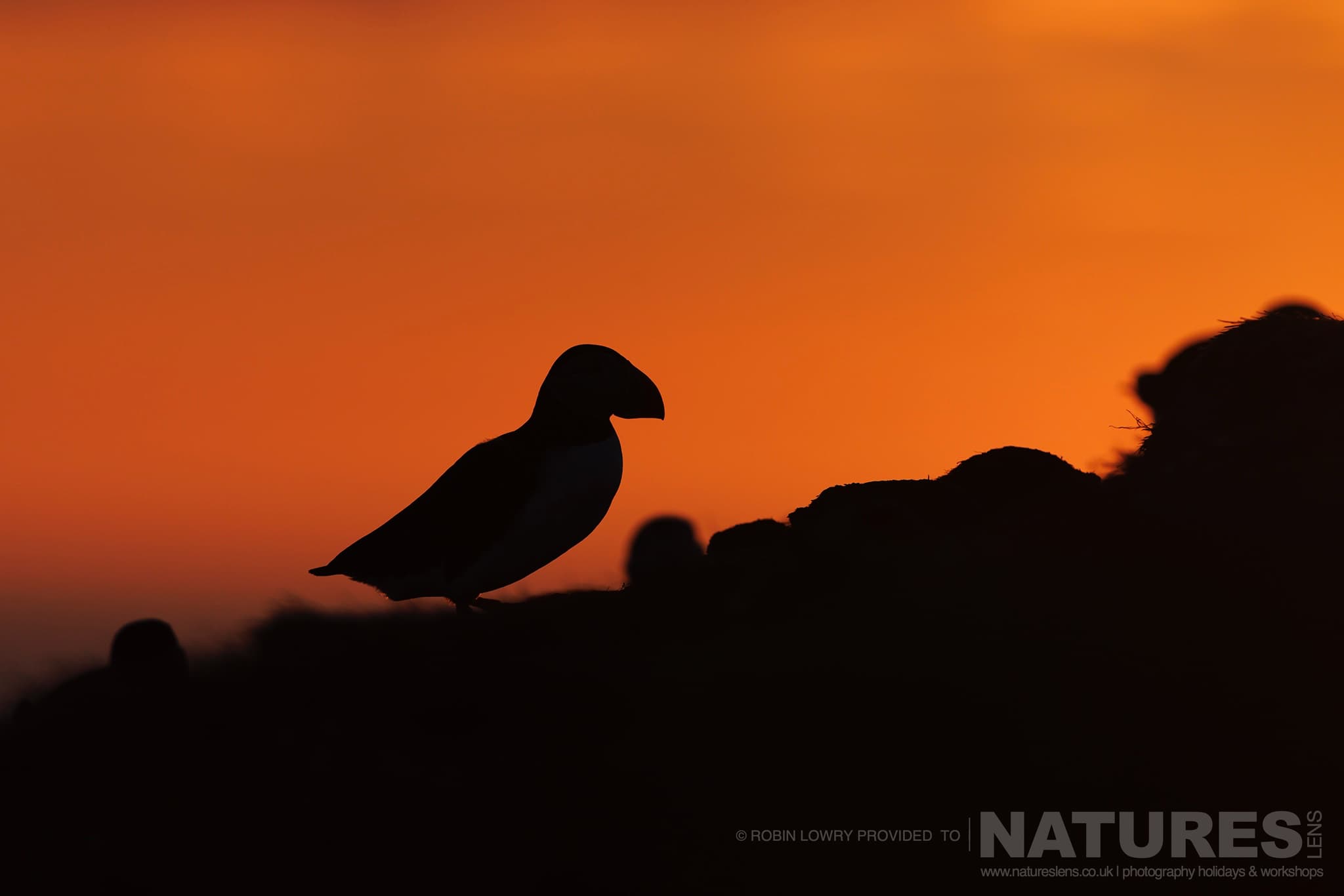 A Lone Silhouetted Atlantic Puffin, Photographed In It'S Natural Habitat On Grímsey Island, Iceland