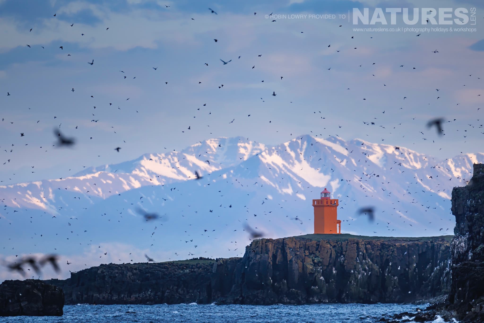 A Mass Of Puffins In Flight Over The Famous Lighthouse Found On Grímsey Island