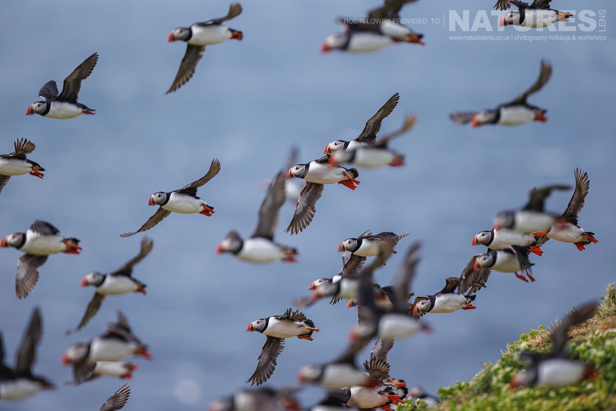 A Mass Of Puffins Taking Flight From The Atlantic Puffin Colony Of Grímsey Island