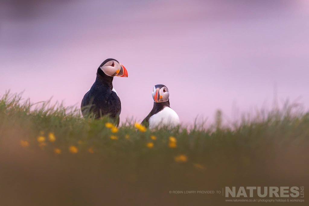 View Why Iceland is simply the best place – in the world – to photograph Atlantic Puffins