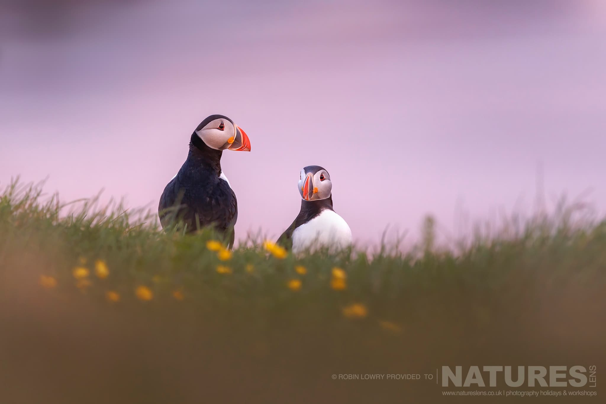 A Pair Of The Atlantic Puffins, Photographed In Their Natural Habitat On Grímsey Island, Iceland
