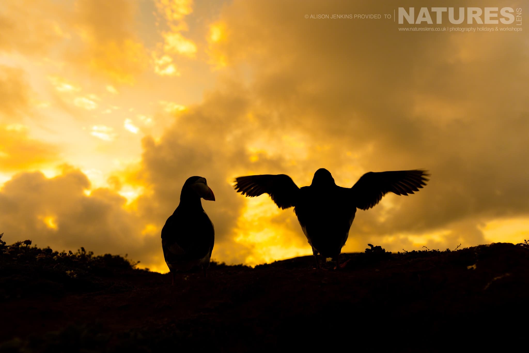 A Pair Of The Puffins Of Skomer, One Stretching It'S Wings, With A Moody Evening Sky Behind