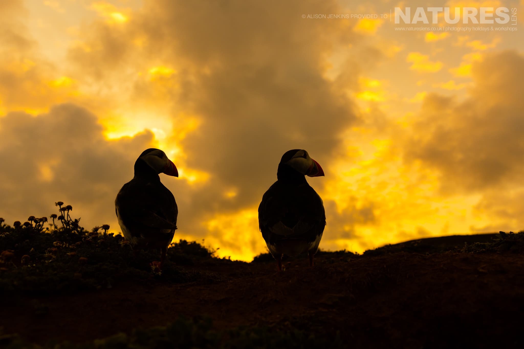 A Pair Of The Puffins Of Skomer With A Moody Evening Sky Behind