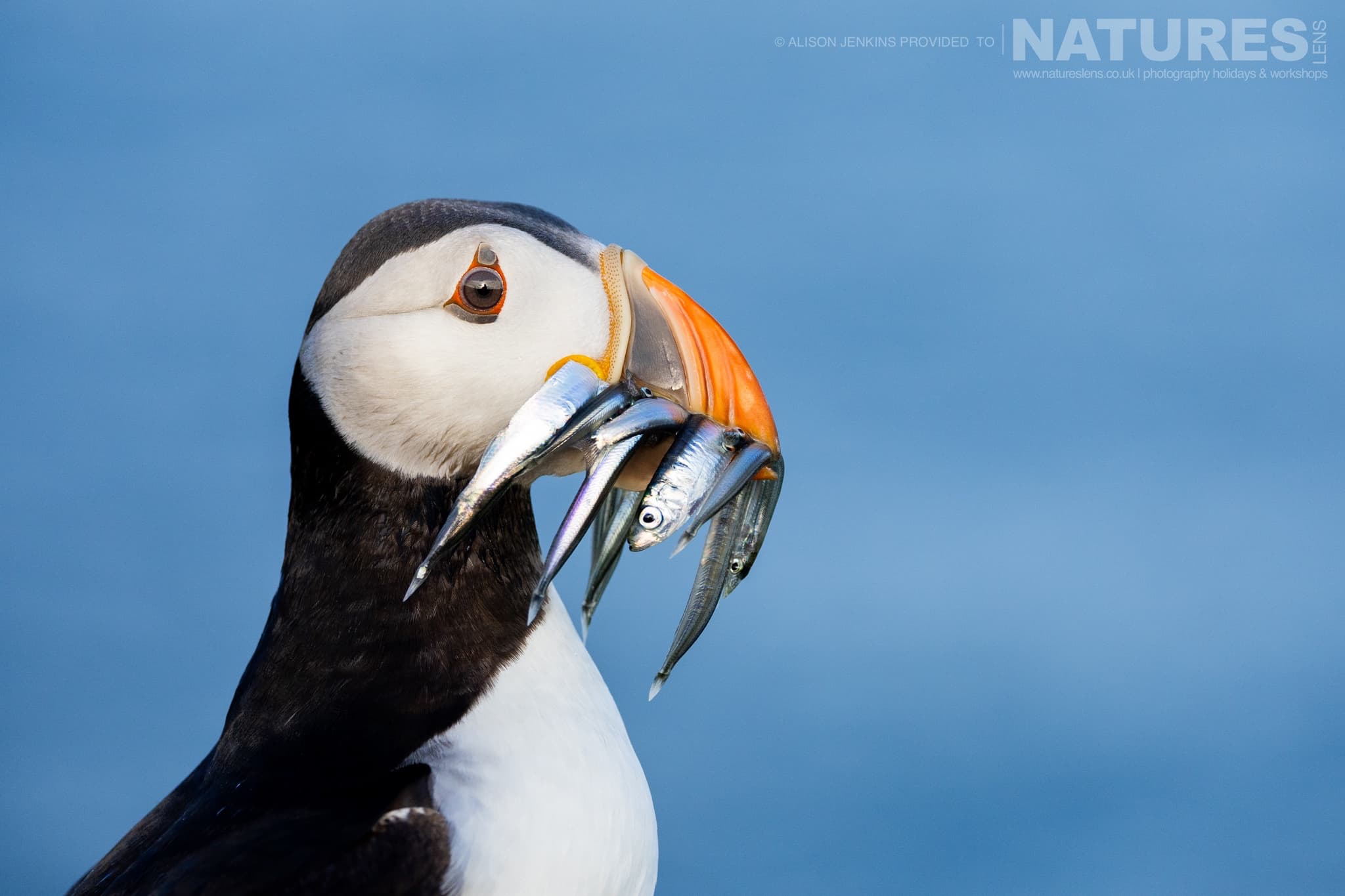 A Profile Image Of One Of The Puffins Of Skomer With A Beak Full Of Sand Eels
