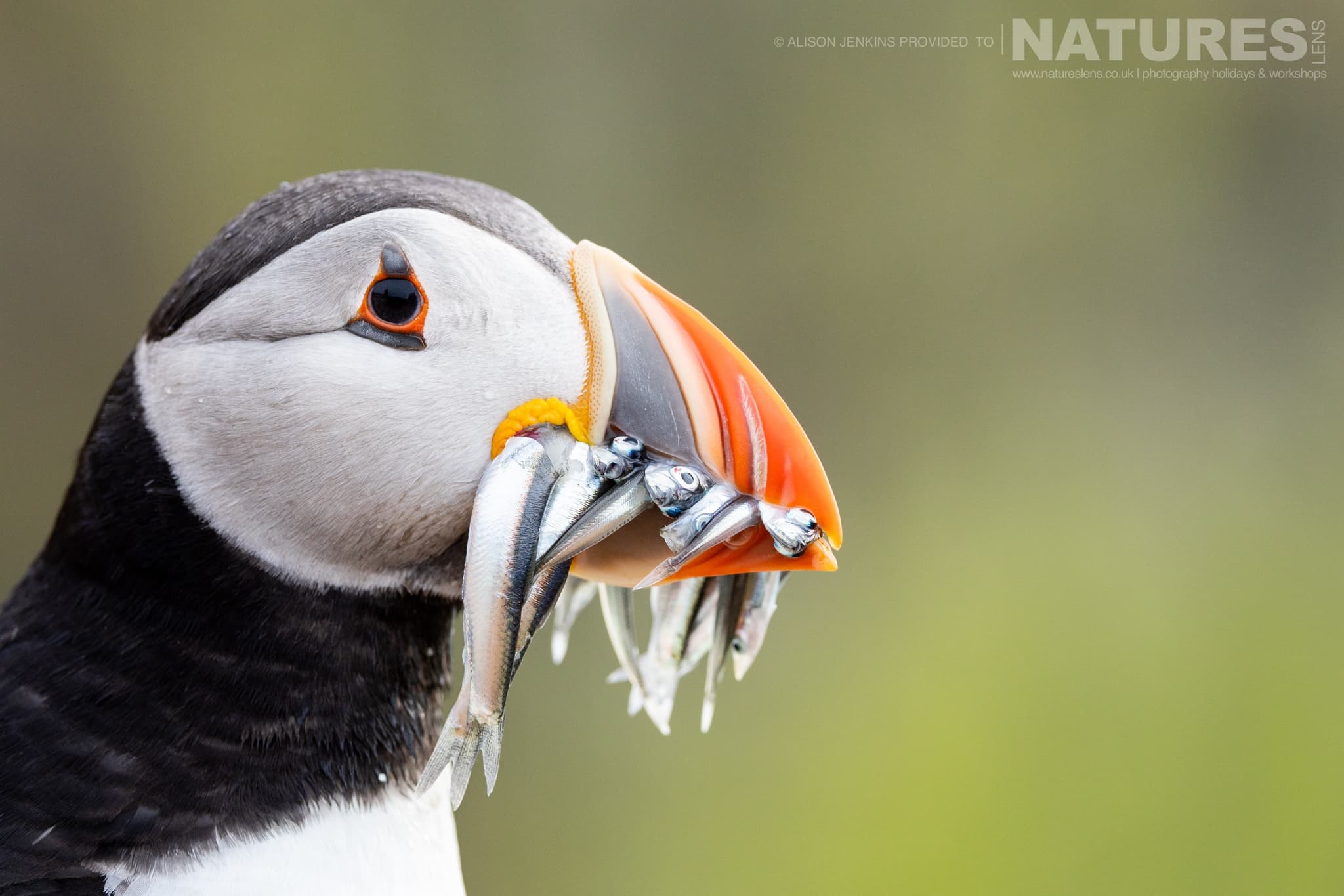 A Profile Image Of One Of The Puffins Of Skomer With A Beak Of Sand Eels