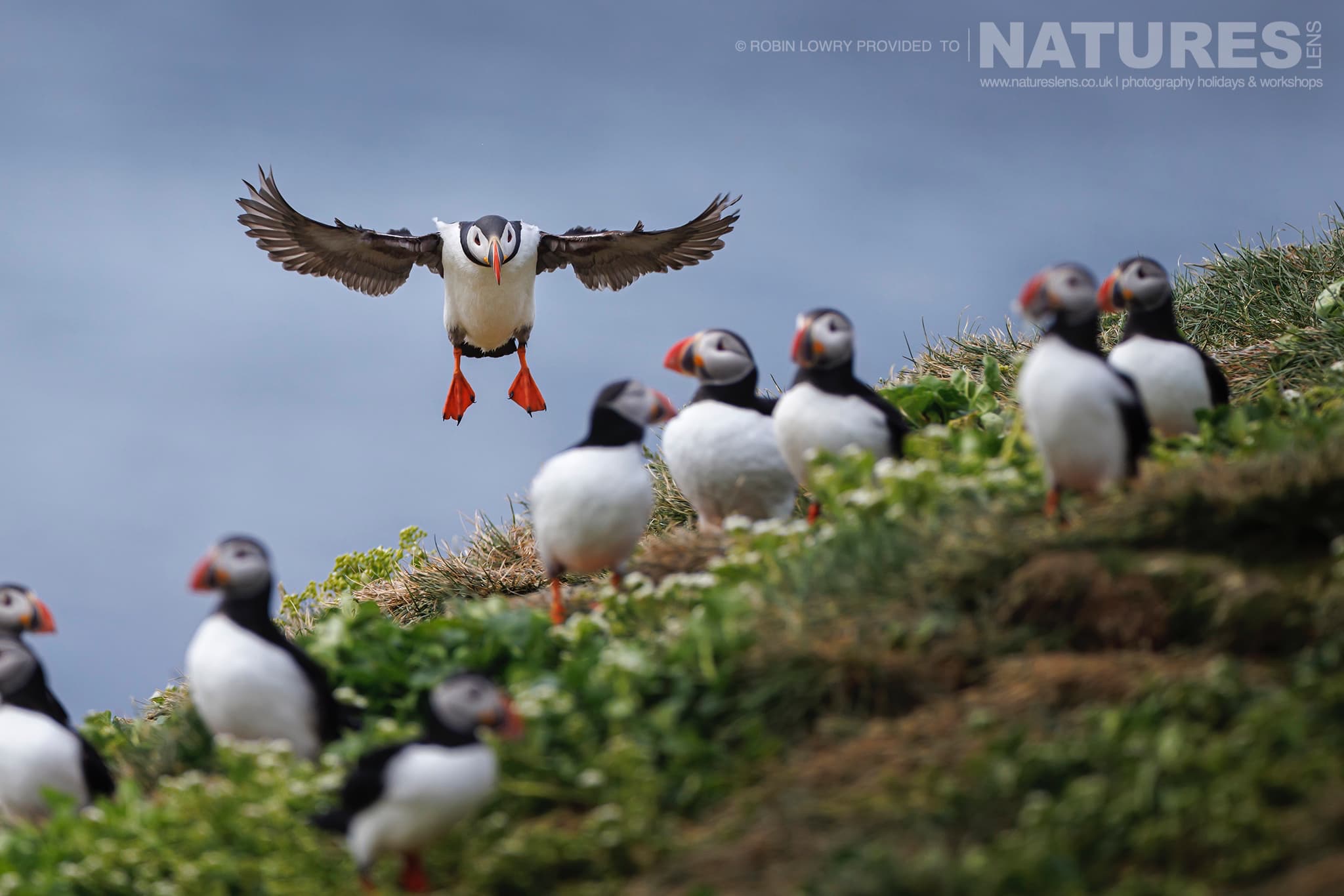 A Puffin Comes In To Land On One Of The Headlands Of Grímsey Island