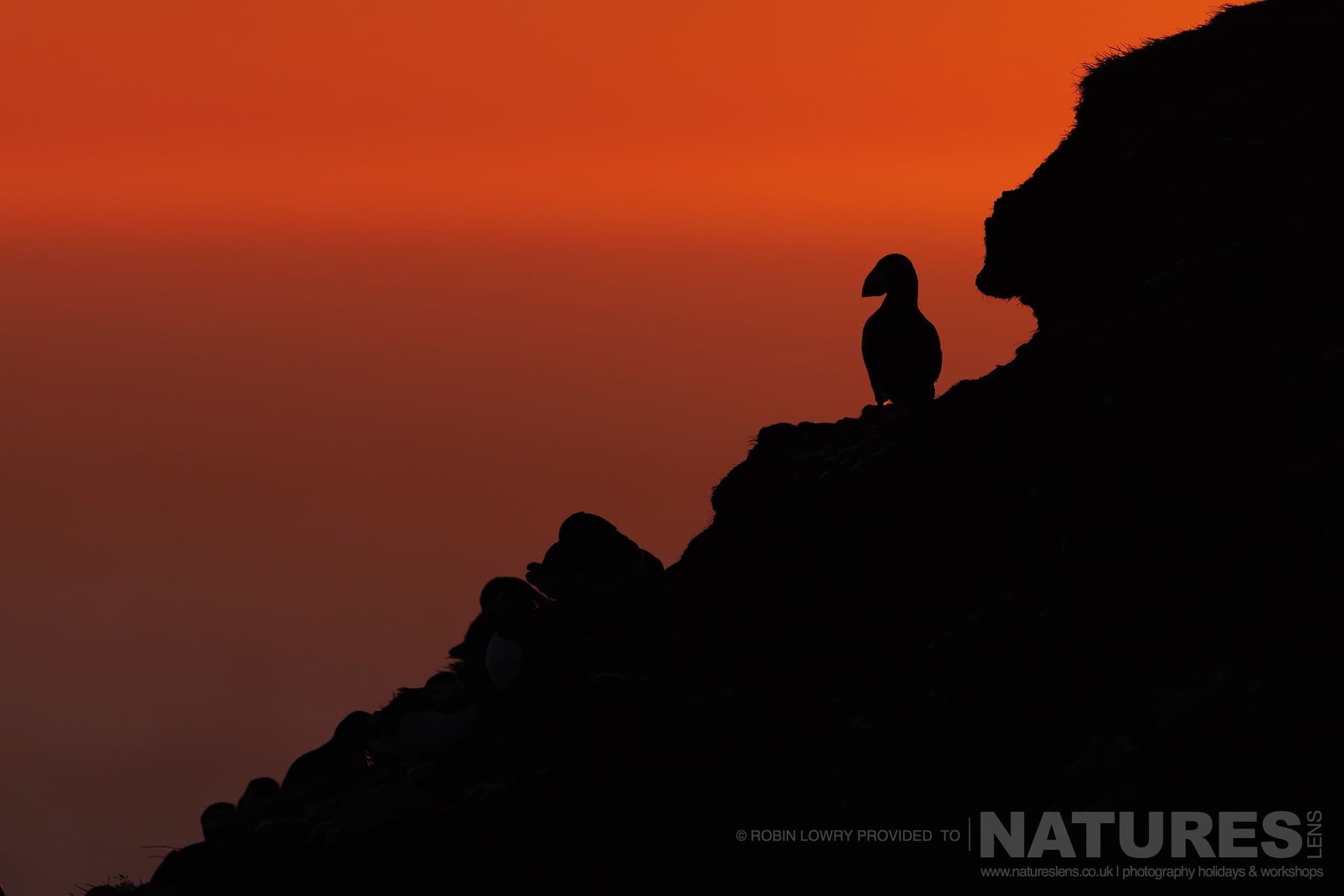 A Silhouetted Atlantic Puffin, On The Cliffs, Photographed In It'S Natural Habitat On Grímsey Island, Iceland