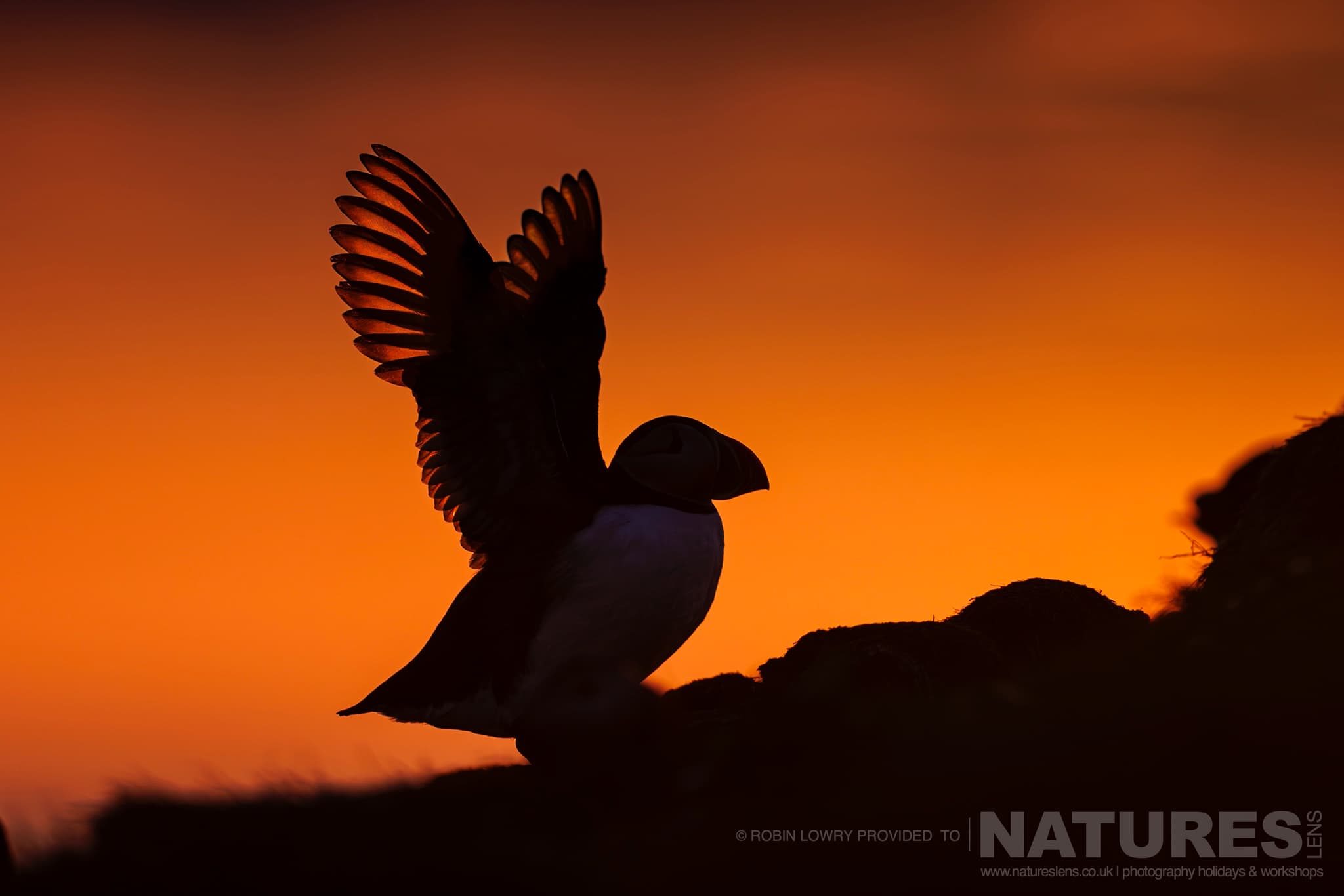 A Silhouetted Atlantic Puffin, Stretching It'S Wings, Photographed In It'S Natural Habitat On Grímsey Island, Iceland