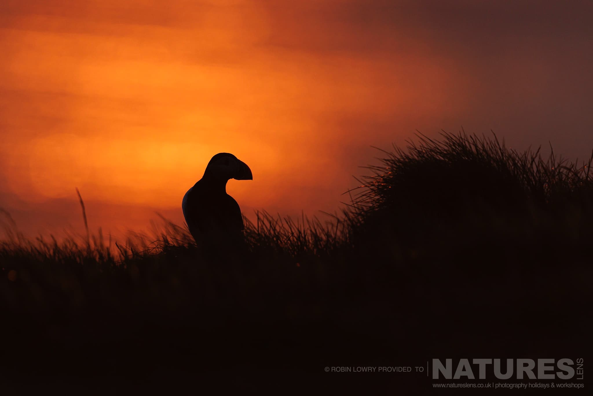 A Solitary Silhouetted Atlantic Puffin, Photographed In It'S Natural Habitat On Grímsey Island, Iceland