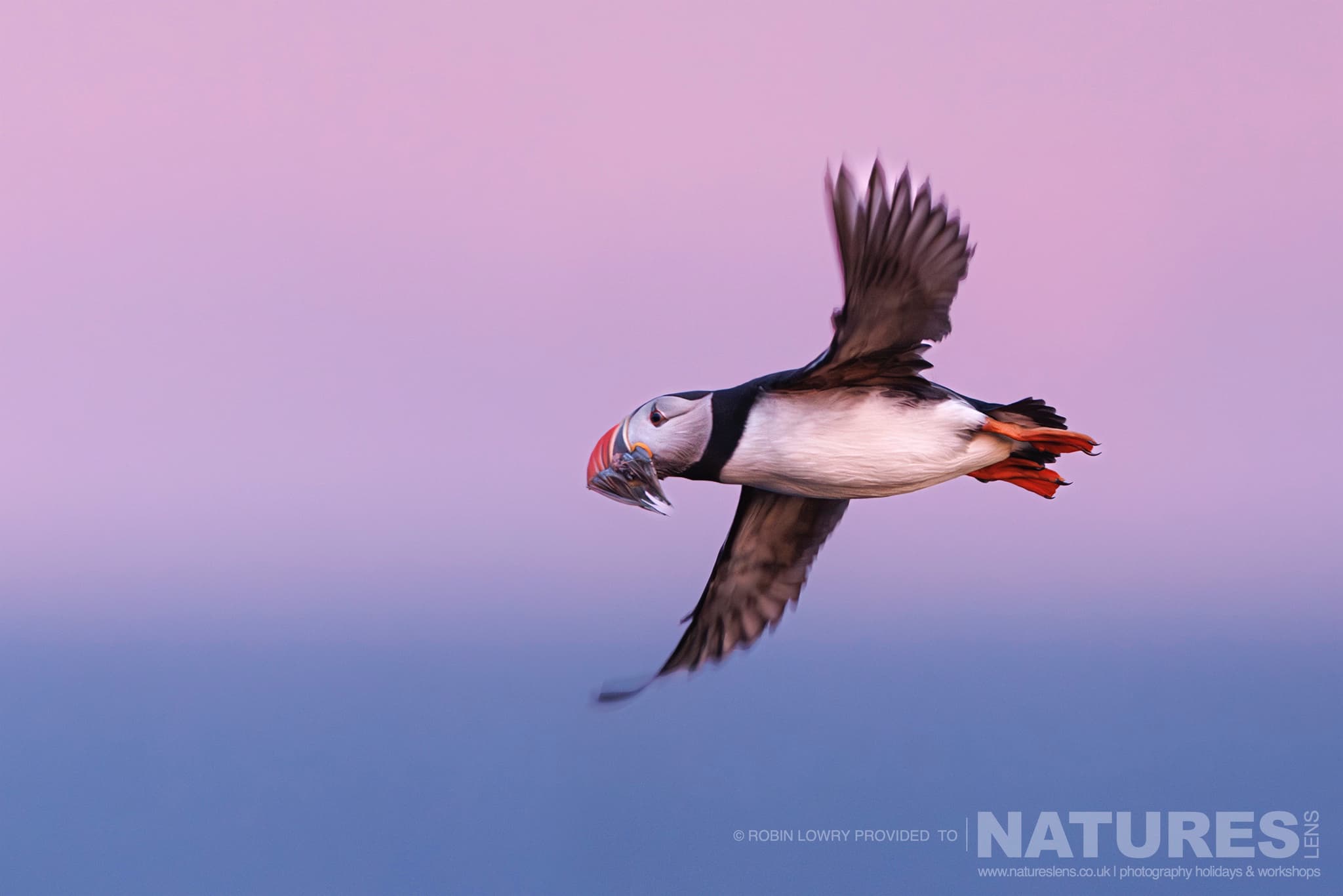 A Solo Atlantic Puffin Flying With A Beak Full Of Sand Eels Against The Pink Sky, Photographed In Their Natural Habitat On Grímsey Island, Iceland