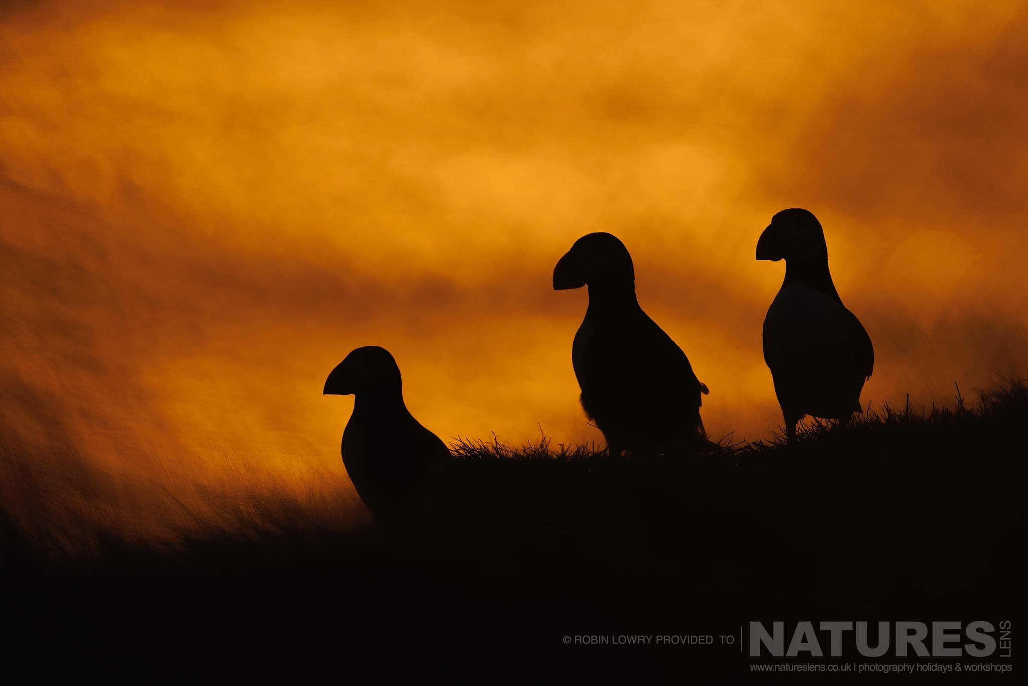 A Trio Of Silhouetted Atlantic Puffins, Photographed In Their Natural Habitat On Grímsey Island, Iceland