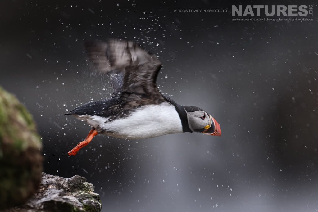 View Grímsey Island – The Best Place in Iceland to Photograph Atlantic Puffins