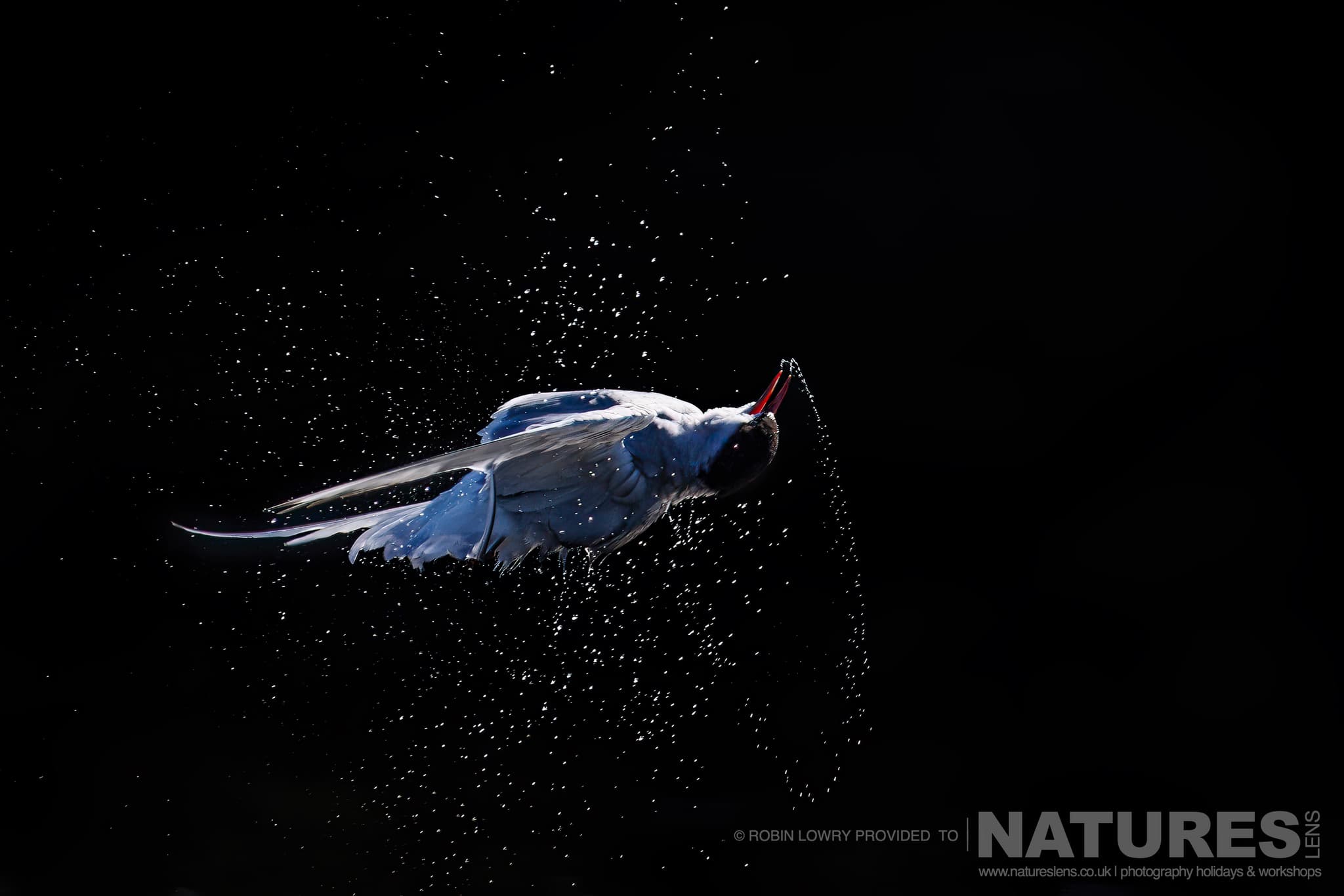 An Arctic Tern Twisting To Shake Off Water, Photographed In It'S Natural Habitat On Grímsey Island, Iceland