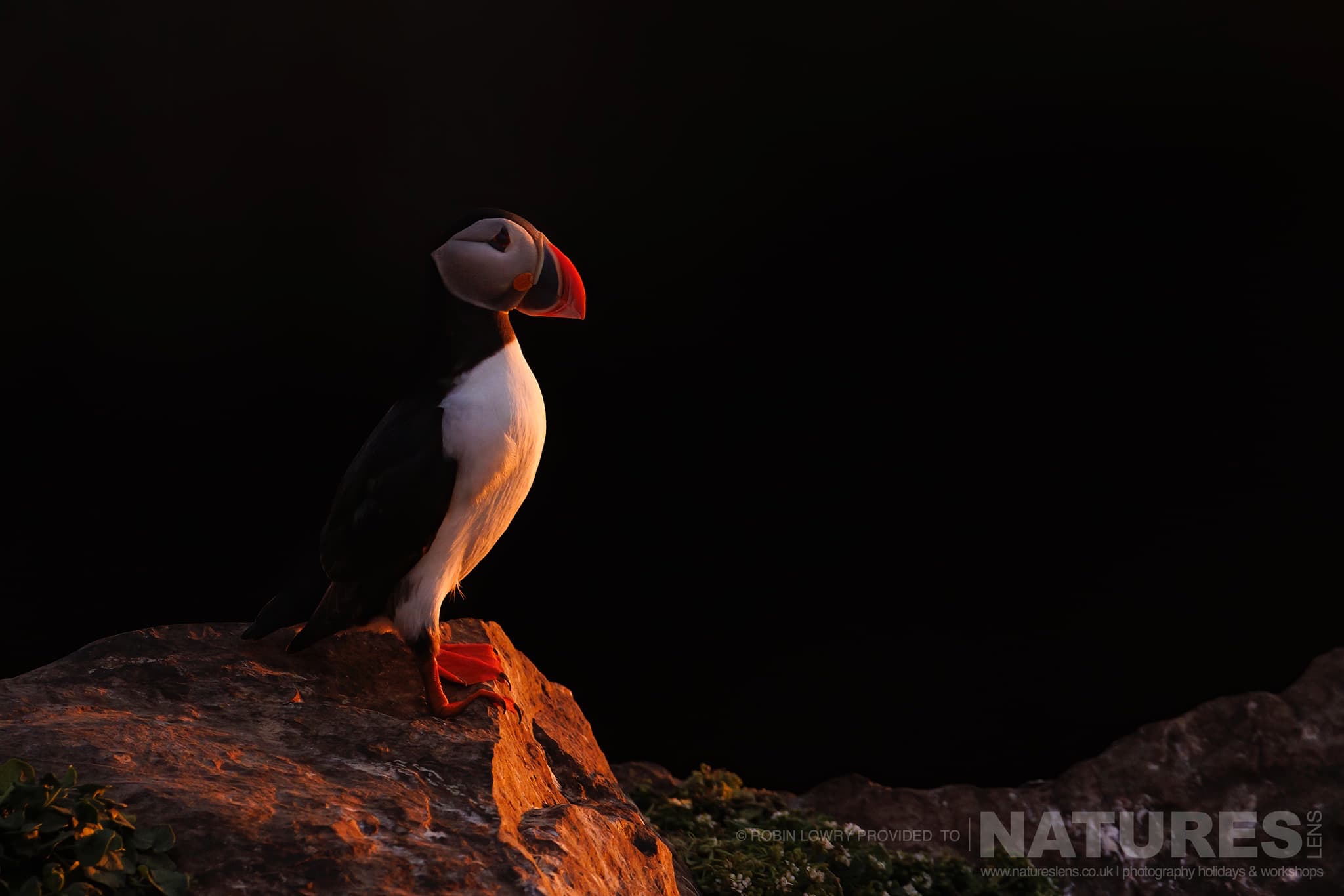 An Atlantic Puffin, Bathed In Soft Light, Perched On A Cliff, Photographed In It'S Natural Habitat On Grímsey Island, Iceland
